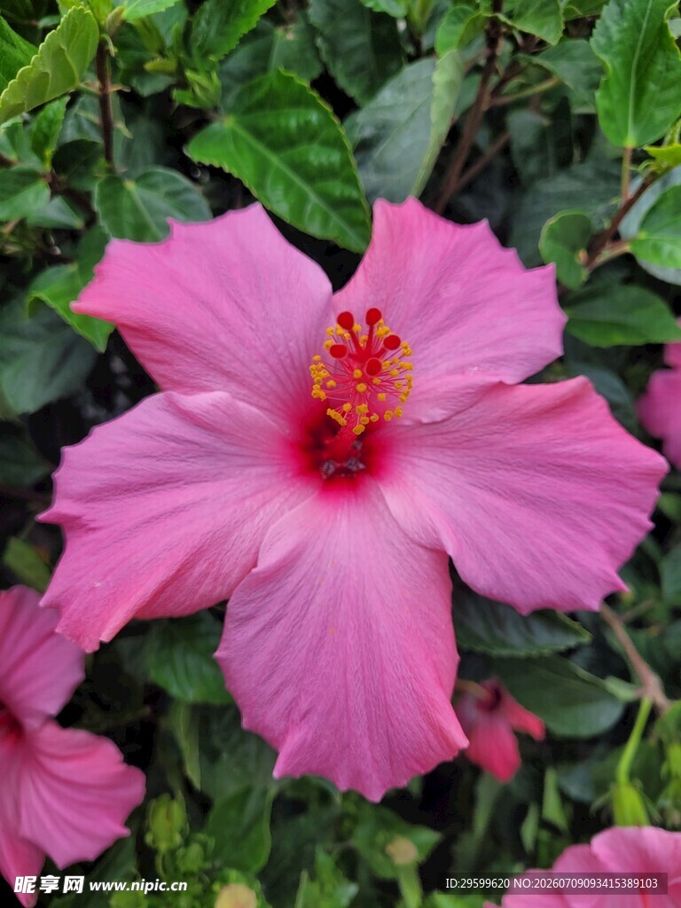娇艳粉色木槿花绽放