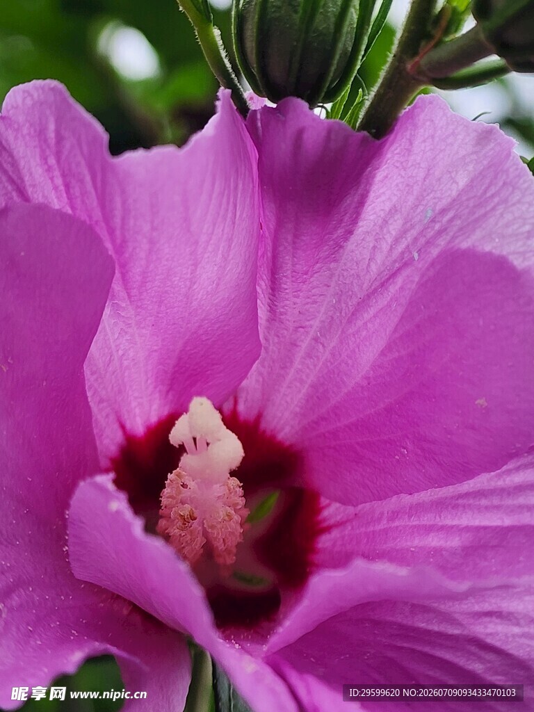 娇艳紫色木槿花特写