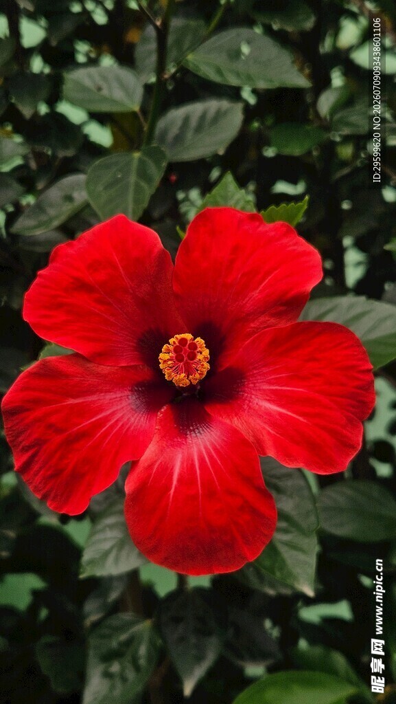 娇艳红扶桑花