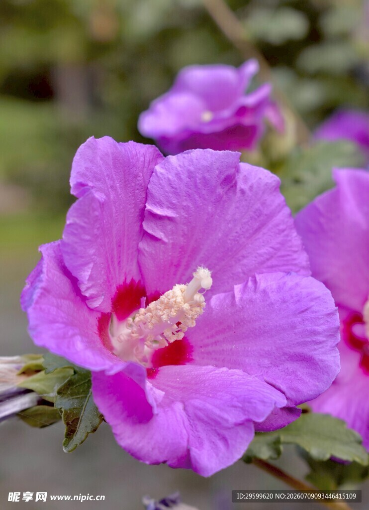 娇艳紫色木槿花特写