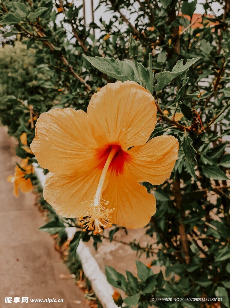黄色木槿花绽放