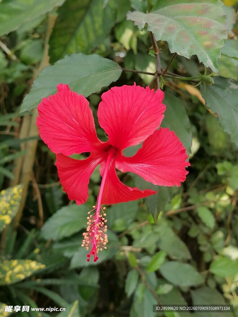 娇艳红槿花绽放绿叶间