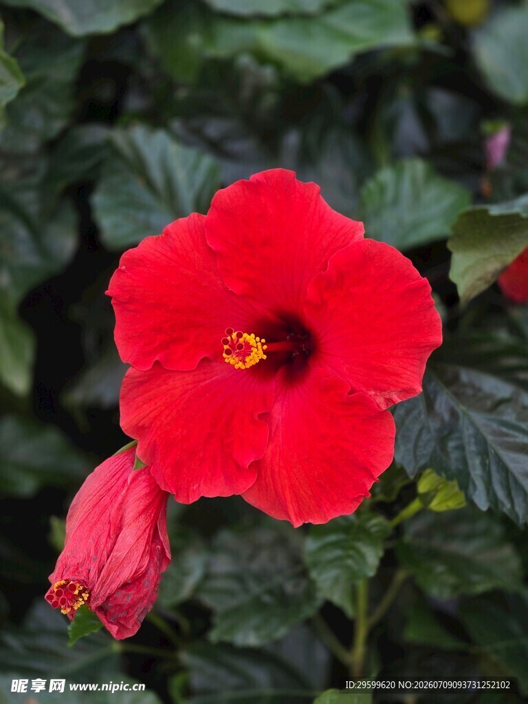 艳丽朱槿花