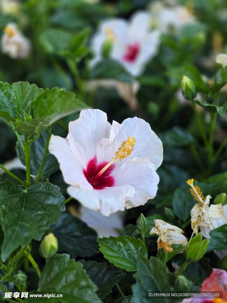 娇艳白槿花绽放绿叶间