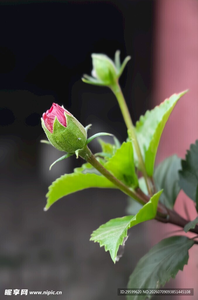 含苞待放的木槿花 