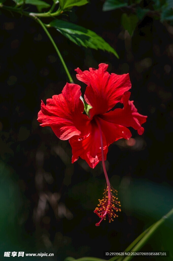 娇艳红扶桑花特写