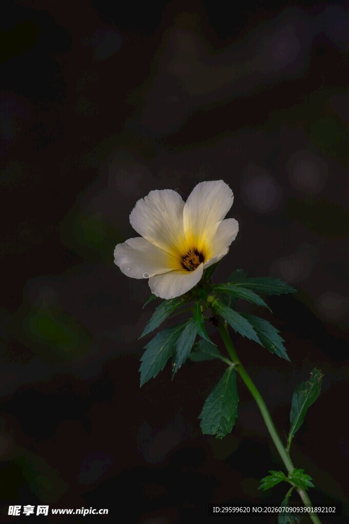 单朵素雅木槿花 