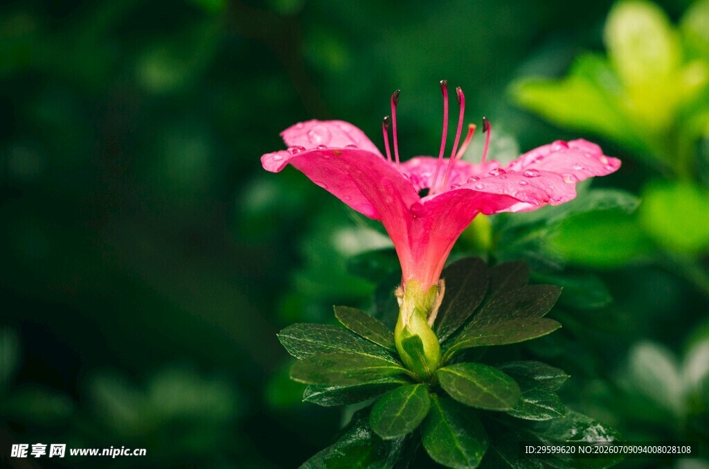 娇艳粉色木槿花