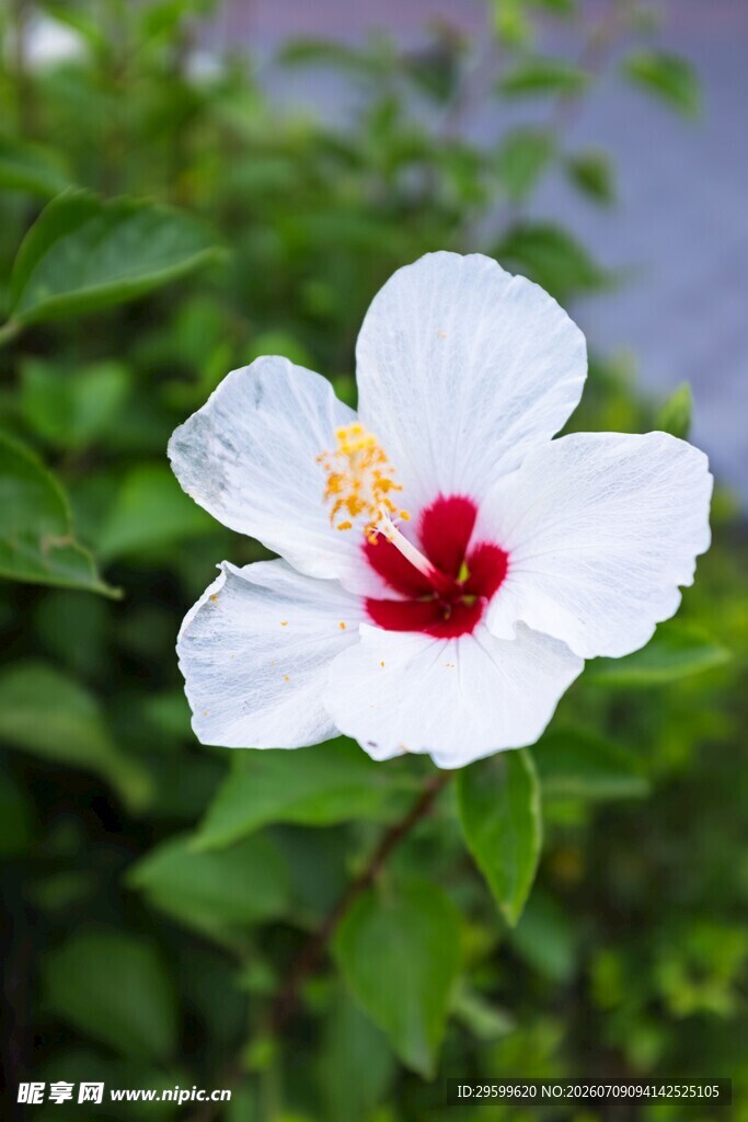 白色扶桑花特写
