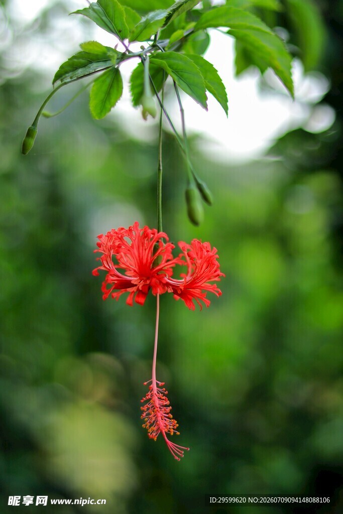 木槿花
