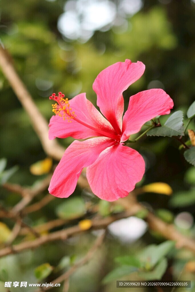 娇艳粉色扶桑花特写