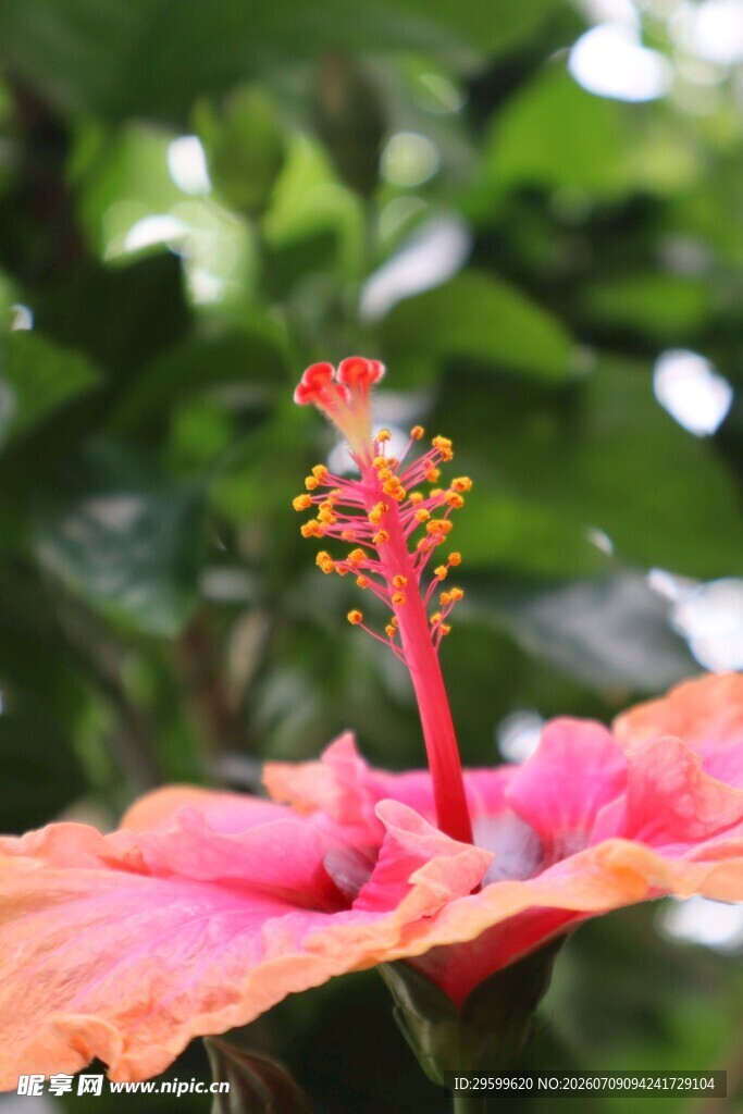 娇艳木槿花特写