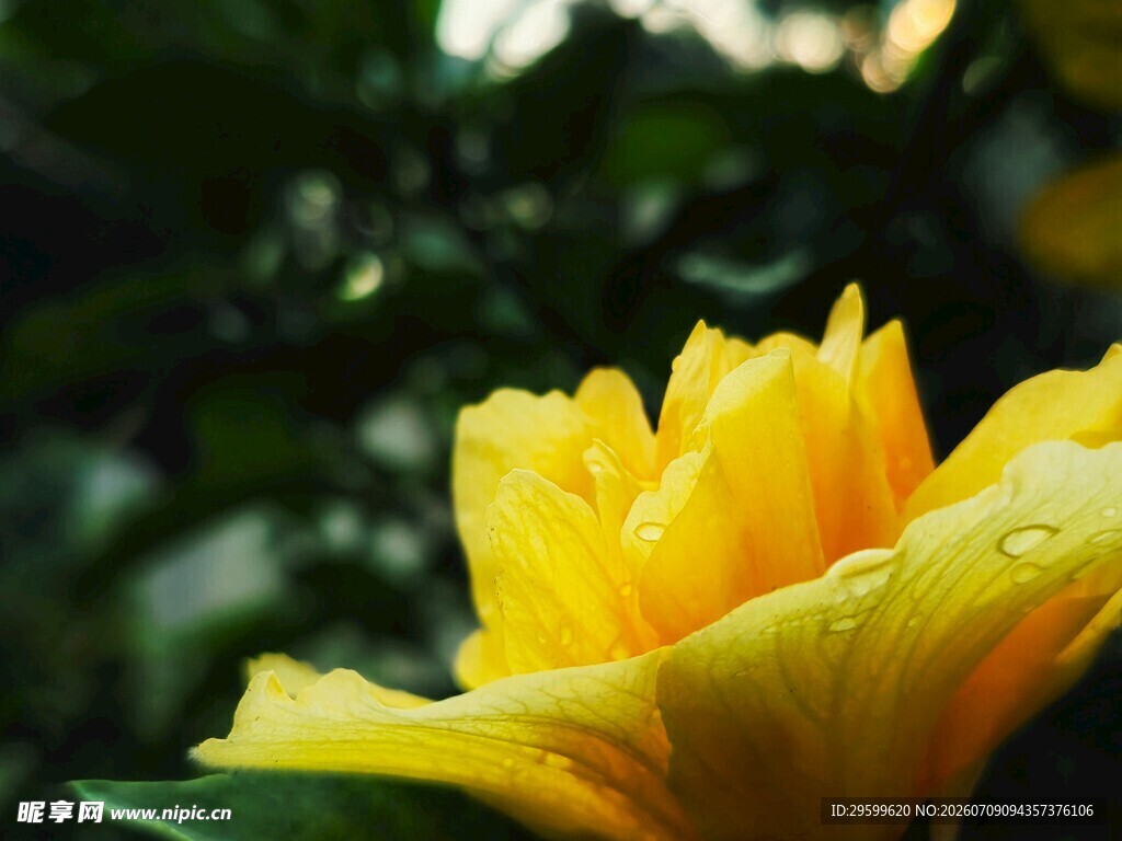 娇艳黄玫瑰绽放