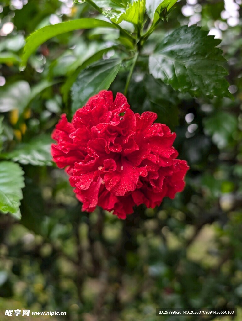 娇艳欲滴的红色扶桑花