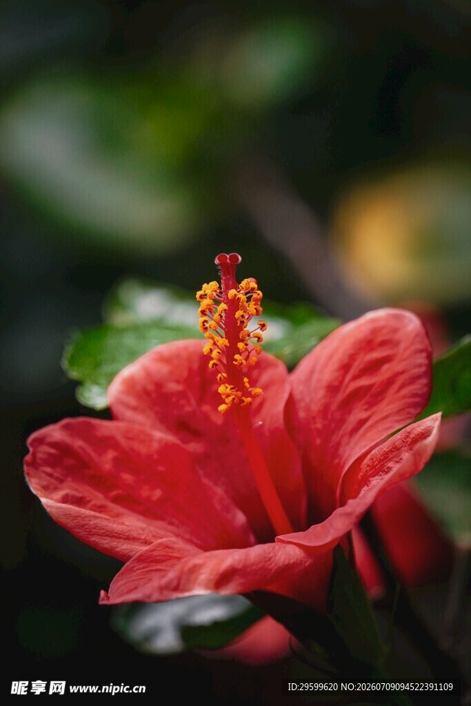 娇艳红扶桑花特写