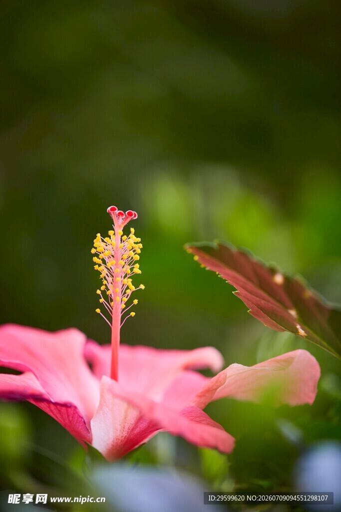 娇艳粉色木槿花特写