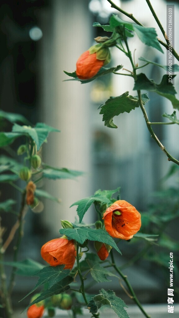 橙色木槿花