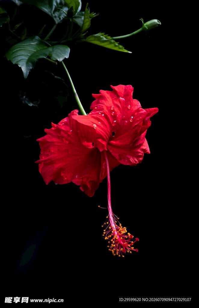 娇艳红扶桑花特写
