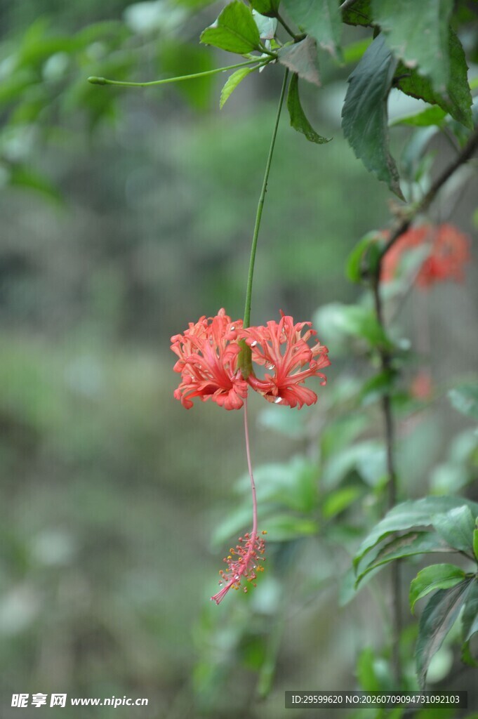 娇艳红木槿花