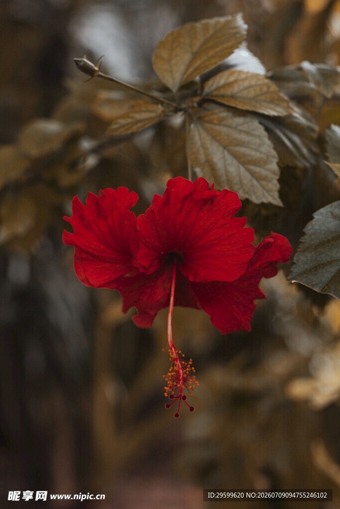 娇艳朱槿花