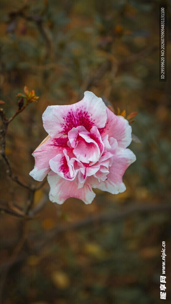 娇艳双色木槿花