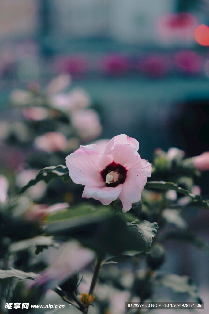 娇艳木槿花绽放