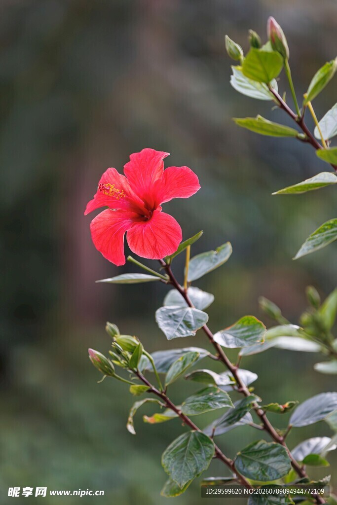 娇艳红木槿花