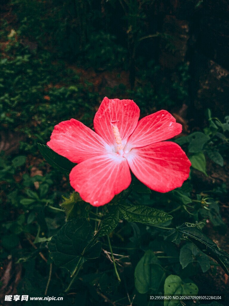 娇艳红色木槿花