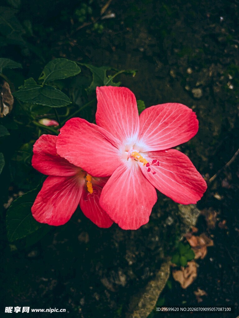 娇艳红木槿花