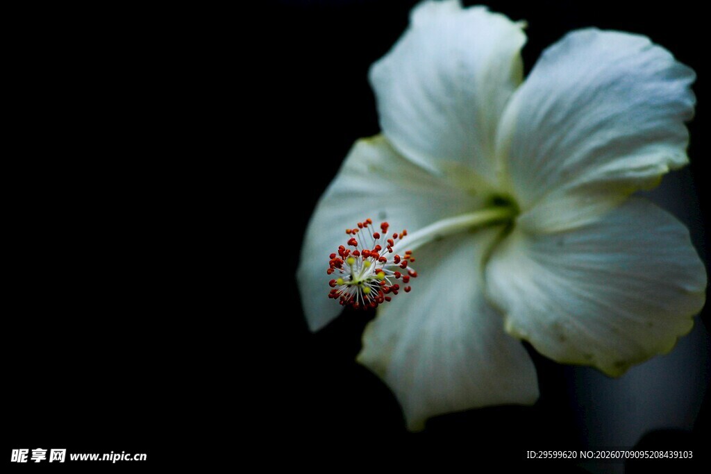 白色木槿花特写