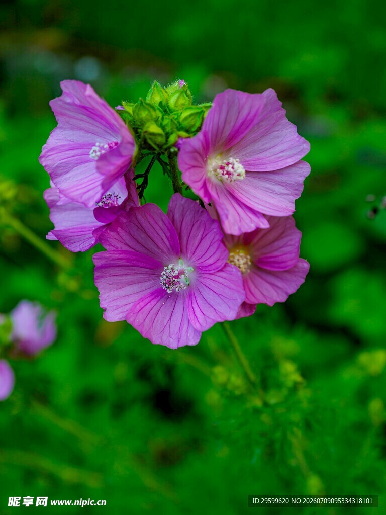 美丽紫色锦葵花绽放