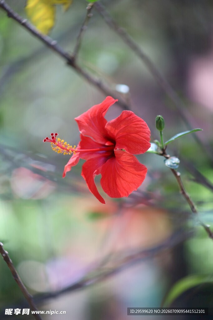 娇艳红扶桑花特写