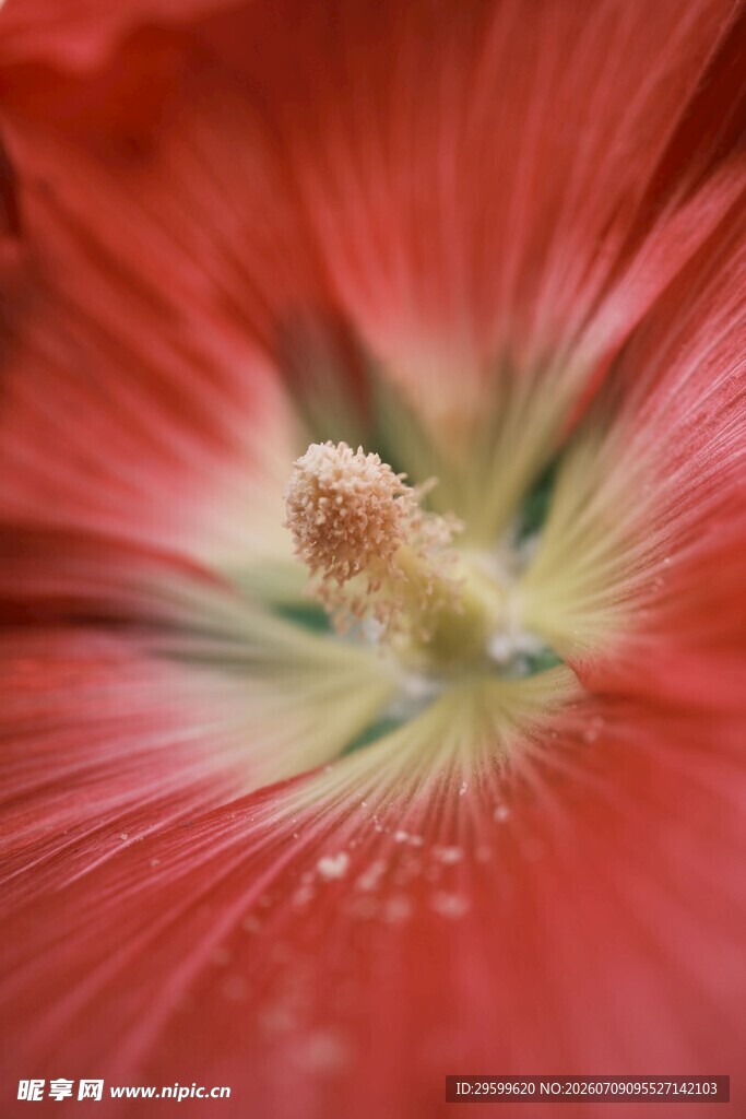 艳丽蜀葵花特写
