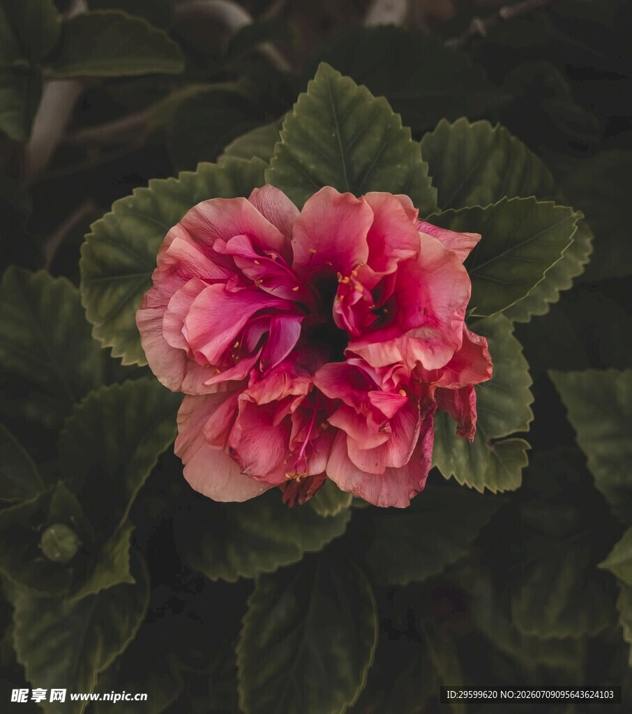 娇艳重瓣朱槿花
