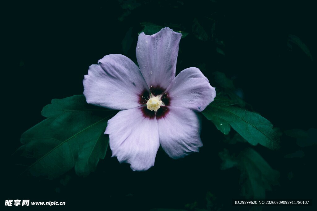 淡紫色木槿花特写