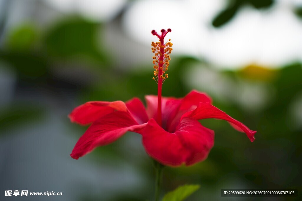 娇艳红扶桑花特写