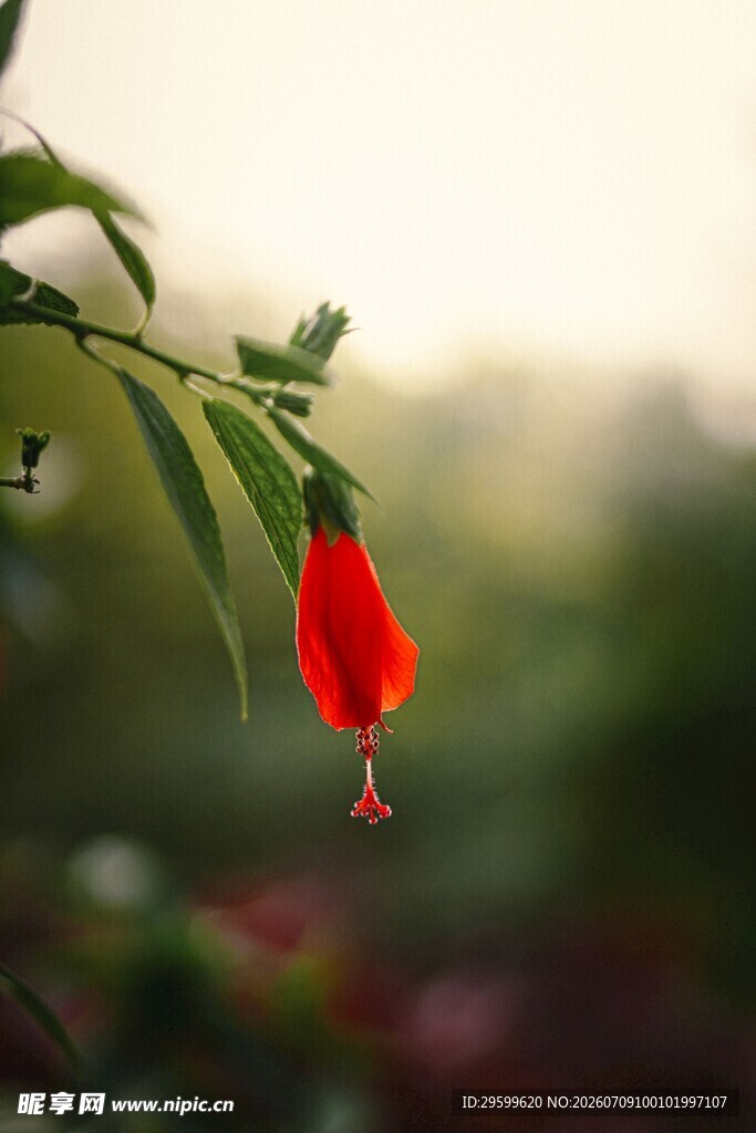 娇艳红木槿花