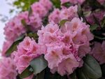 娇艳粉色杜鹃花绽放
