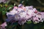 娇艳绽放的粉色杜鹃花