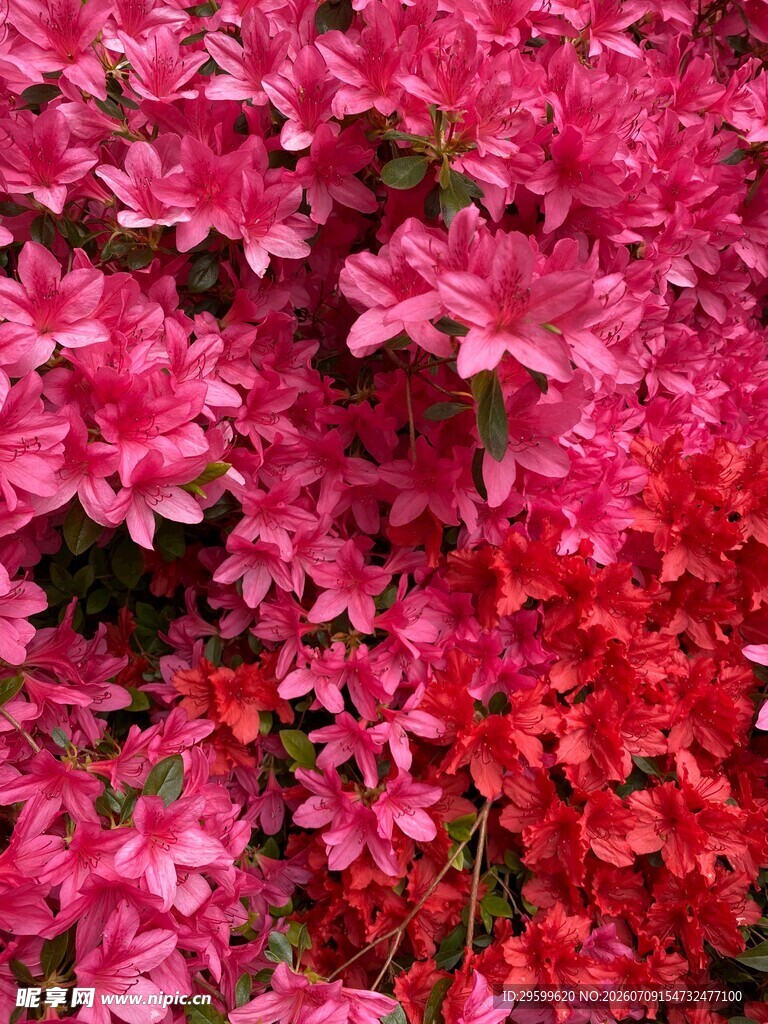 艳丽多彩的杜鹃花丛