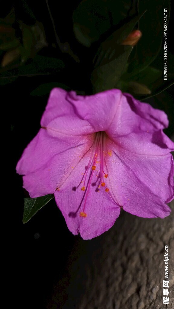 娇艳紫杜鹃花