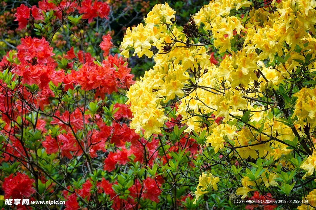 多彩杜鹃花