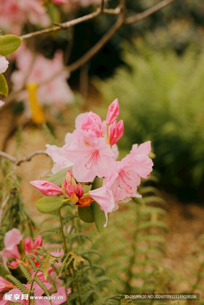 春日绽放的粉嫩杜鹃花