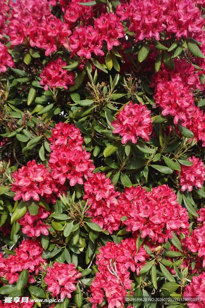 艳丽杜鹃花