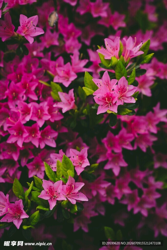 娇艳盛开的杜鹃花