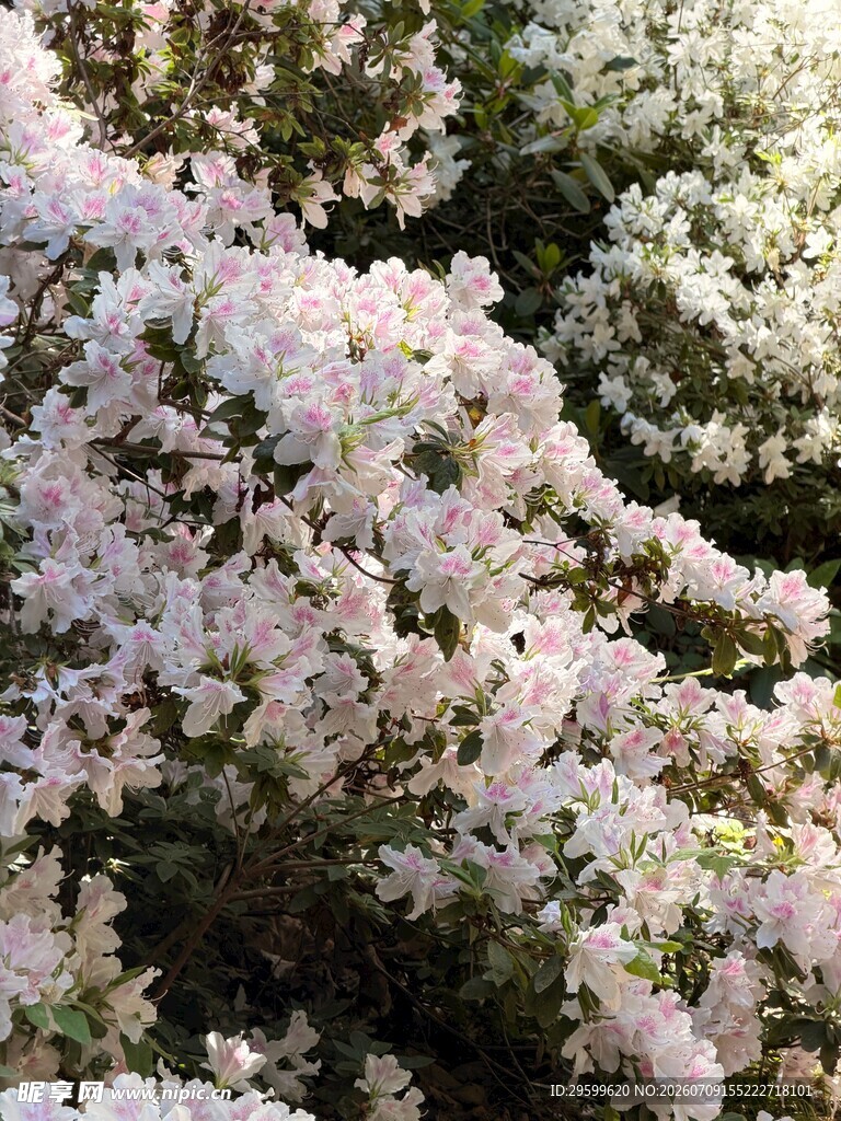  簇拥的杜鹃花