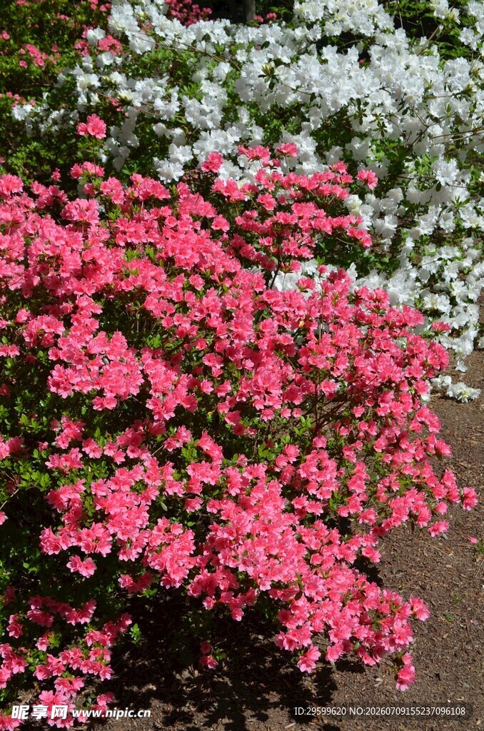 艳丽多彩杜鹃花