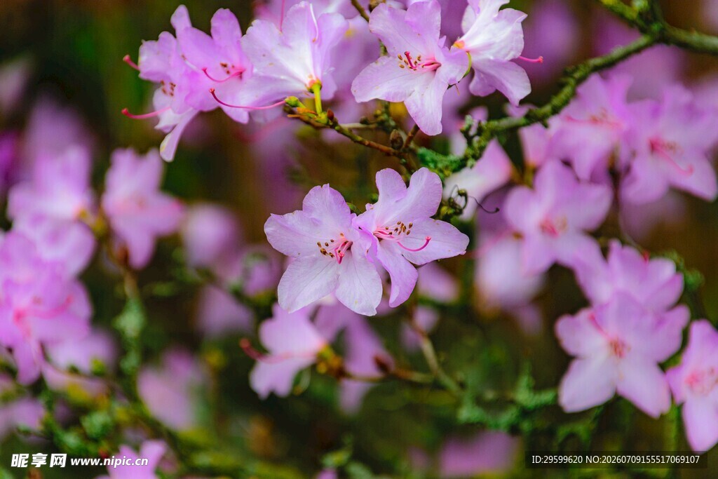 烂漫杜鹃花