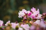 粉色烂漫杜鹃花