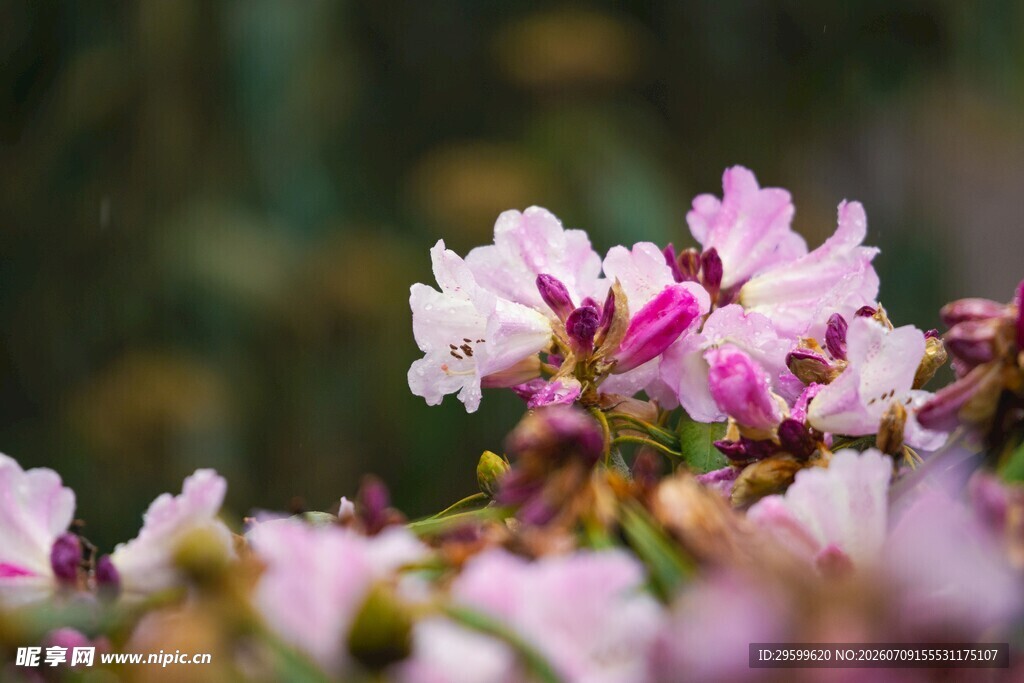 粉色烂漫杜鹃花